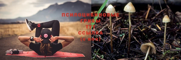 прущие грибы Верея
